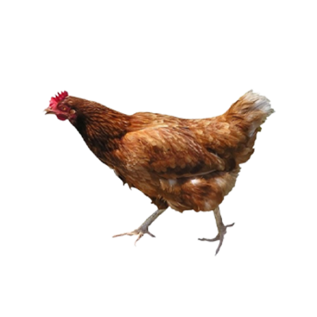 Organic Chicken (2.5 lb to 3.5 lb)