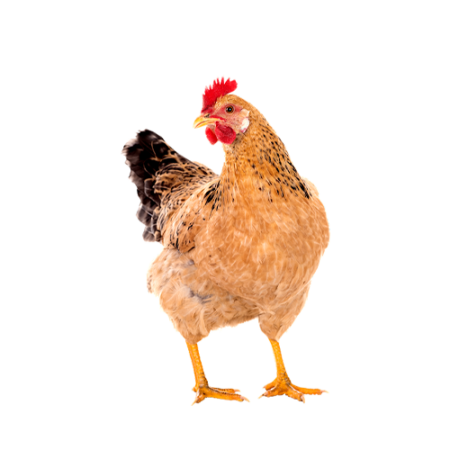 Regular Chicken (2.5 lb to 3.5 lb)