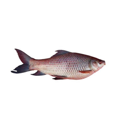 King Fish 3-5lbs / 8-10lbs - PQMFL