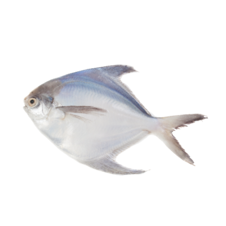 Silver Pomfret Large (0.4 to 1.0 Lbs)