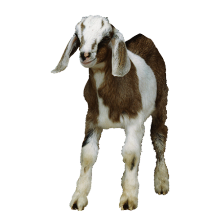 Whole Baby Goat(Milk Fed 10-12Lbs)